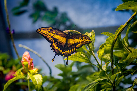 Black and Yellow Butterfly