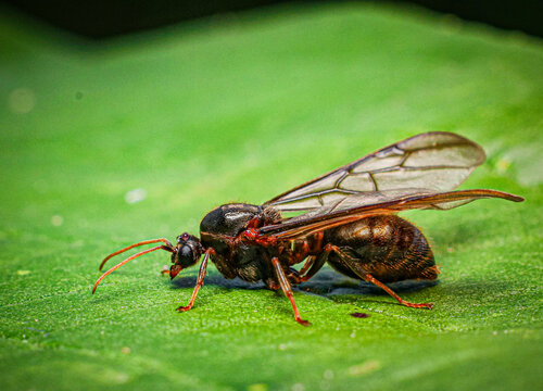 flying ant on leaf
