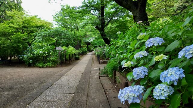 梅雨の季節の本土寺　千葉県松戸市