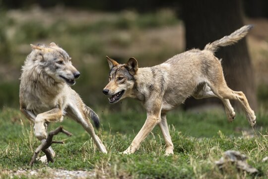 Algonquin wolf (Canis lupus lycaon), wolf, American wolf, ranking, pack, Germany