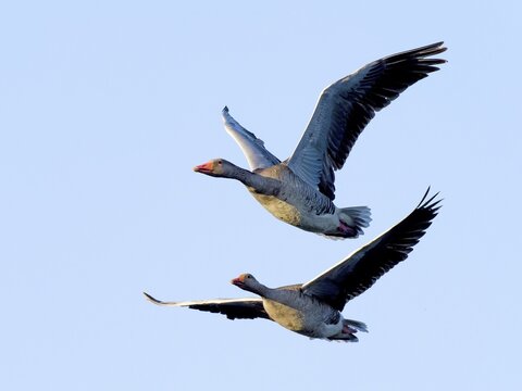 Greylag geese (Anser anser) in flight, Upper Lusatia, Saxony, Germany
