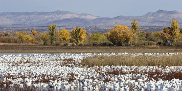 Snow Geese (Anser caerulescens atlanticus, Chen caerulescens) overwintering, on the water, Bosque del Apache Wildlife Refuge, New Mexico, USA