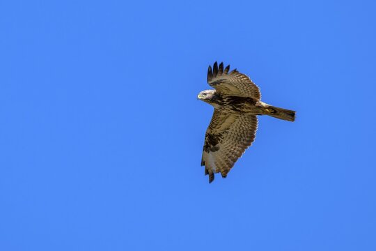 Common buzzard (Buteo buteo), in flight against a blue sky, M&uuml;nster, Tyrol, Austria