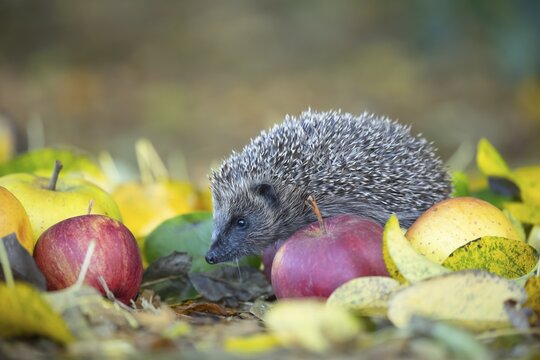 European hedgehog (Erinaceus europaeus) adult animal walking over fallen apples on a garden lawn in the autumn, Suffolk, England, United Kingdom