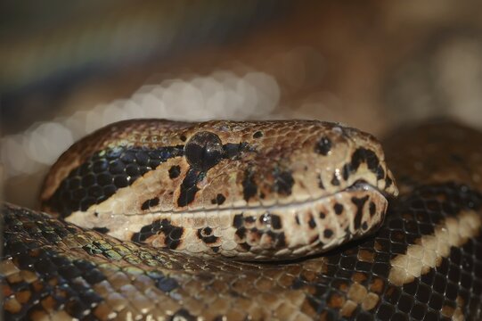 Common northern boa (Boa constrictor imperator), captive, occurring in Central and South America