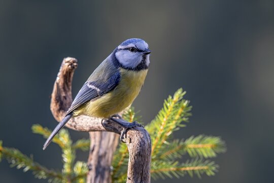 Blue Tit (Parus caeruleus), sitting on a branch, Tyrol, Austria