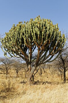 Euphorbie (Euphorbia) in the Weenen Nature Reserve, Kwazulu-Natal, South Africa