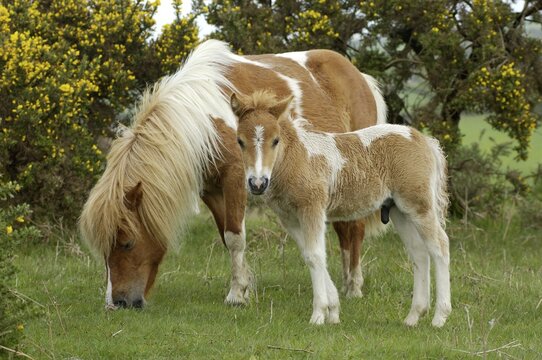 Shetland Pony south west England