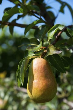 Ripe pear on the tree, Bukovany, Kyjov, South Moravian Region, Czech Republic