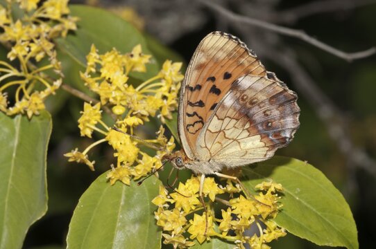 Marbled Fritillary (Brenthis daphne), outer wings, searching for nectar in a Jerusalem Thorn or Crown of Thorns (Paliurus spina-cristi), Lake Kerkini, Kerkini, Central Macedonia, Greece