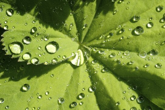 Water drops on lady's mantle leave Alchemilla mollis