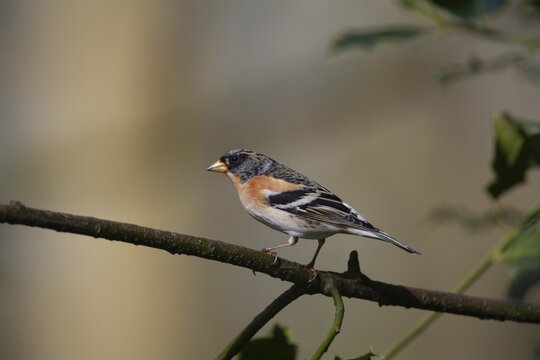 Mountain finch (Fringilla montifringilla), adult male bird on a branch, Norfolk, England, United Kingdom