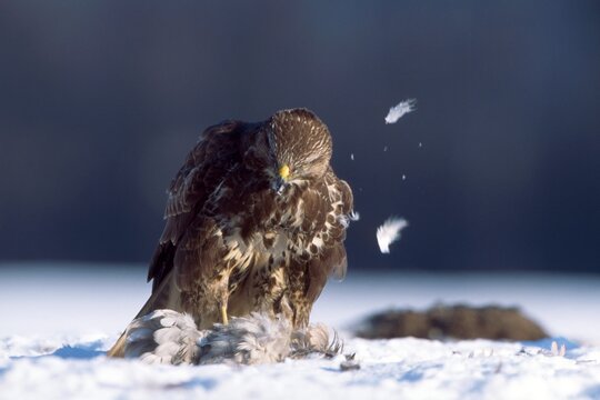 Common Buzzard (Buteo buteo) with kill, prey in the snow, Schwaz, Tyrol, Austria, Europe