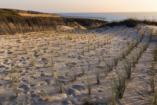Planting grasses in dunes, dune protection on the Atlantic Ocean, Vicentine Coast and Southwest Alentejo Natural Park, Vila Nova de Milfontes, Costa Vicentina, Alentejo, Portugal