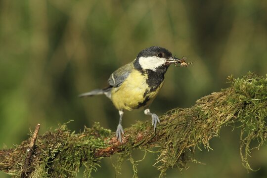 Great tit (Parus major) with captured cross spider (Araneus) Allg&auml;u, Bavaria, Germany