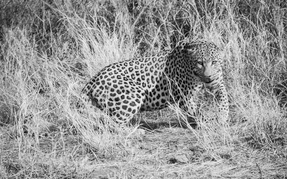 Leopard (Panthera pardus) stirred up in the tall grass, near Khomas, Namibia