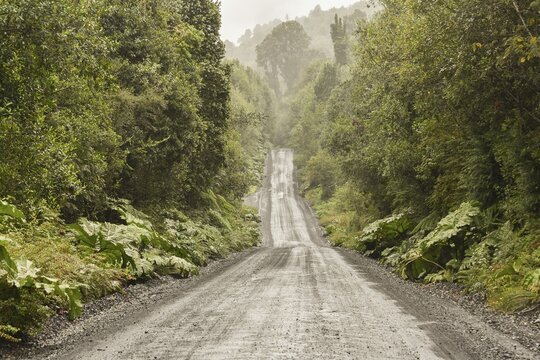 Corrugated iron pavement of Carretera Austral in temperate rainforest, Pumal&iacute;n Park, near Chait&eacute;n, Regi&oacute;n de los Lagos, Chile, South America