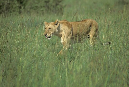 Lioness sneaking throug the gras Masai Mara Natinal Reserve, Kenya