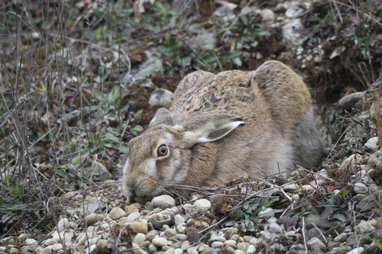 European Hare (Lepus europaeus) crouched in a shallow form, Allgaeu, Bavaria, Germany, Europe