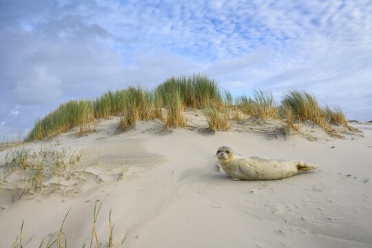 Seal in the dunes on the North Sea, island, Spiekeroog, Lower Saxony, Germany