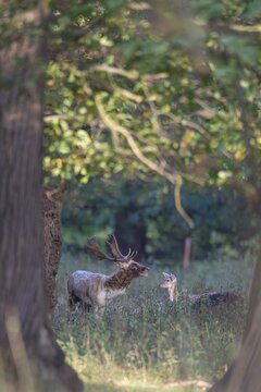 Fallow deer (Dama dama) adult male buck roaring in a woodland during the rutting season with a female deer looking on, England, United Kingdom