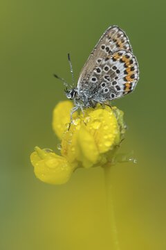 Geissklee-Bl&auml;uling (Plebejus argus) in morning dew on (Lotus), Goldenstedt, Lower Saxony, Germany