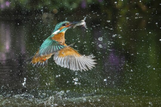 Busted Common kingfisher ( Alcedo atthis) with captured fish, hunting, Netherlands