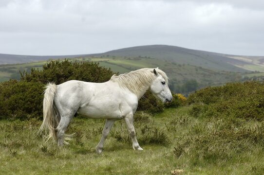 Dartmoor Pony Dartmoor National Park Devon England
