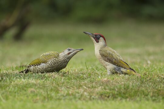 Green woodpecker (Picus viridis) adult and juvenile birds on a garden lawn, Norfolk, England, United Kingdom