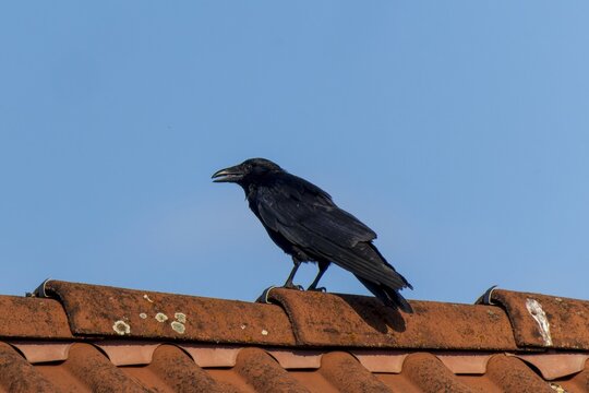 A black crow sitting on a red tiled roof under a blue sky, Raven crow (Corvus corone) wildlife, Germany