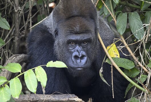 Western lowland gorilla (Gorilla gorilla gorilla), portrait, R&eacute;serve L&eacute;sio-Louna nature reserve, near Moembe, Plateau department, Republic of the Congo