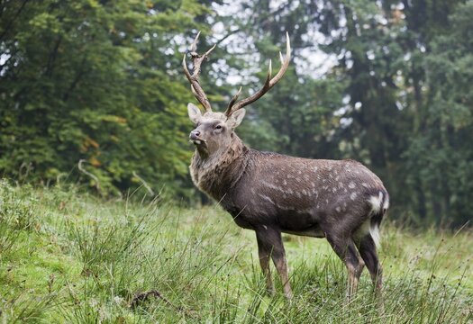 Sika deer (Cervus nippon)