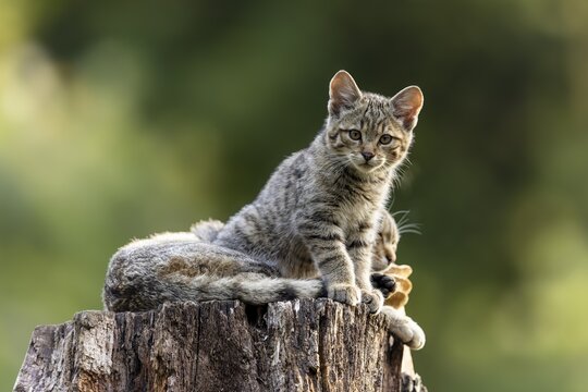 A kitten sits relaxed on a tree trunk, surrounded by natural surroundings, it seems calm, wildcat (Felis silvestris), kitten, Germany