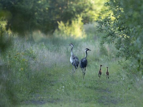 Crane (Grus grus), adult and young birds walking on a forest path, wildlife, Lower Saxony, Germany