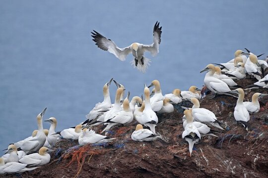 Northern gannet (Sula bassana) approaching nest, Helgoland Island, Schleswig-Holstein, wildlife, Germany