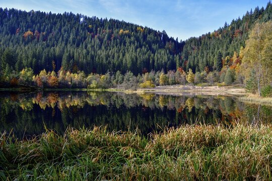 Trees reflected in the Sankenbachsee, Karsee, autumn, near Baiersbronn, Freudenstadt district, Black Forest, Baden-W&uuml;rttemberg, Germany