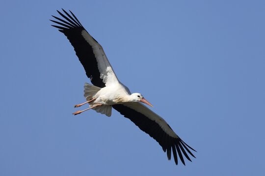 White stork (Ciconia ciconia) in flight, wildlife, Germany