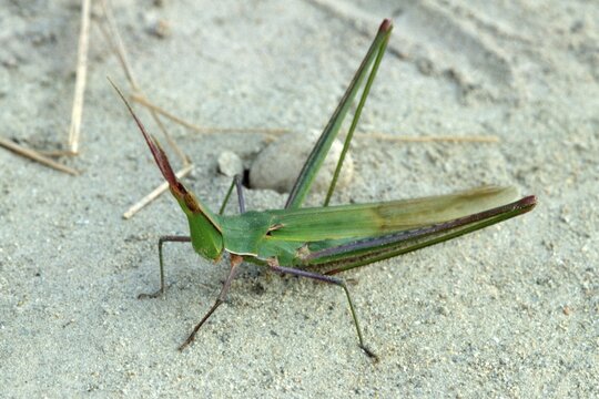 Mediterranean Slant-faced Grasshopper (Acrida ungarica)