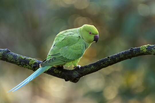 Rose-ringed parakeet (Psittacula krameri) on a branch, wildlife, Germany