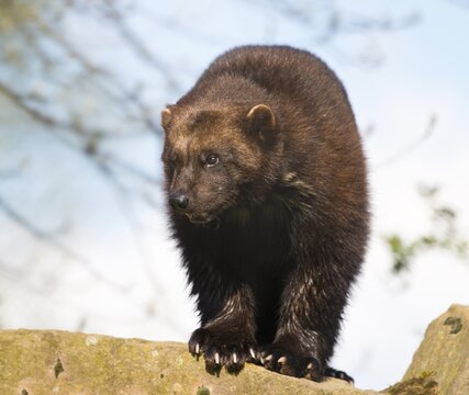 Wolverine (Gulo gulo) standing on rock, captive, Germany