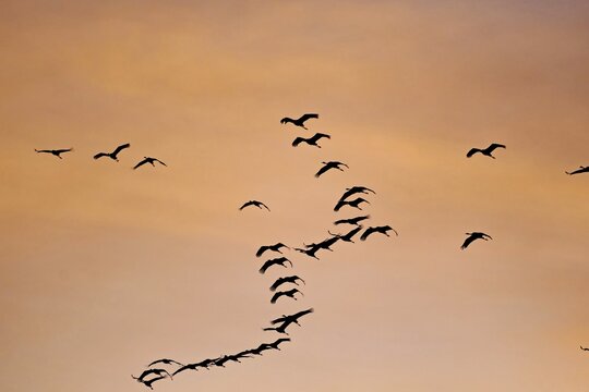 Flock of birds flying in the orange-coloured evening sky, cranes, M&uuml;ritz, M&uuml;ritz National Park, Mecklenburg-Vorpommern, Germany