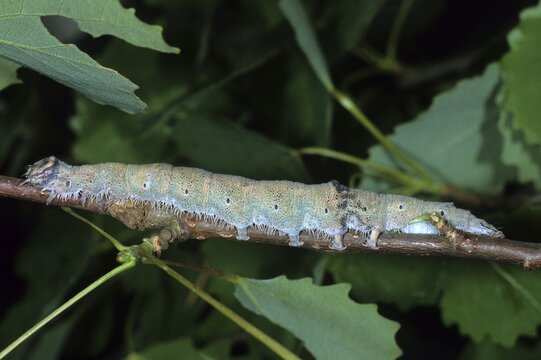 Blue Underwing (Catocala fraxini), caterpillar on a twig of its feeding plant the trembling poplar
