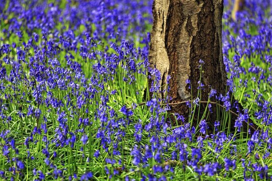 Common bluebell (Hyacinthoides non-scripta), blue flowers on the forest floor, detail, Hallerbos, province of Flemish Brabant, Belgium