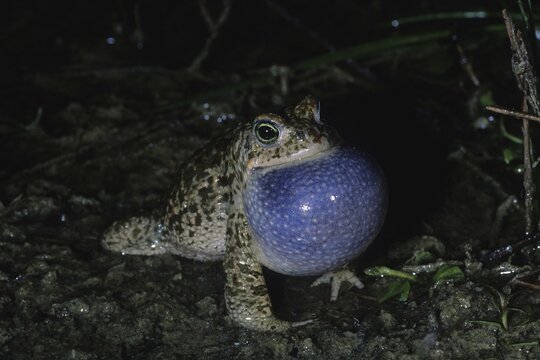Natterjack Toad (Bufo calamita, Epidalea calamita), calling, distended vocal sac