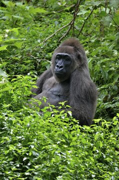 Western Lowland Gorilla (Gorilla gorilla), Cameroon, Central Africa, Africa
