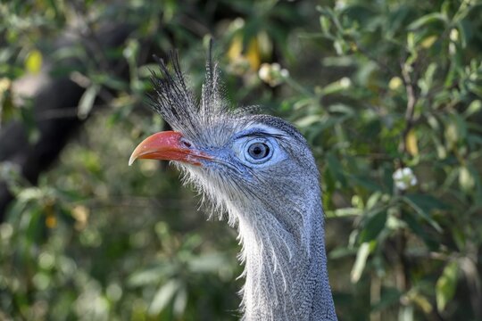 Red-legged seriema (Cariama cristata) at the breeding station of the Conservation Land Trust at the Estancia El Socorro, Portrait, at Colonia Carlos Pellegrini, Esteros del Iber&aacute;, Province of Corrientes, Argentina