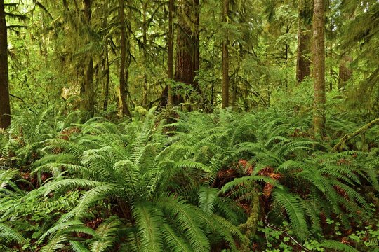 Temperate rainforest with fern, Vancouver Island, British Columbia, Canada