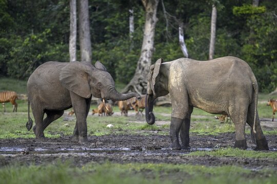Forest elephants (Loxodonta cyclotis) and bongo antelopes (Tragelaphus eurycerus) in the Dzanga Bai forest clearing, Dzanga-Ndoki National Park, Unesco World Heritage Site, Dzanga-Sangha Complex of Protected Areas (DSPAC), Sangha-Mba&eacute;r&eacute; Prefecture, Central African Republic