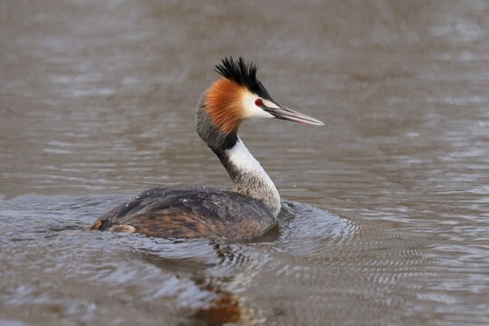 Great crested grebe (Podiceps cristatus) swimming on a lake, Germany
