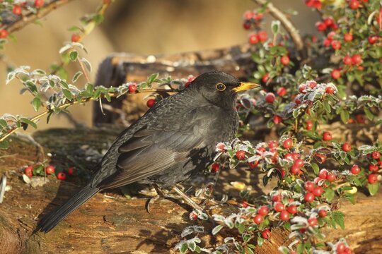 Blackbird (Turdus merula) male at the berries of the firethorn (Pyracantha) Allg&auml;u, Bavaria, Germany